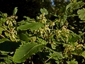 Fallopia sachalinensis IMG_1052 Rdest sachaliński